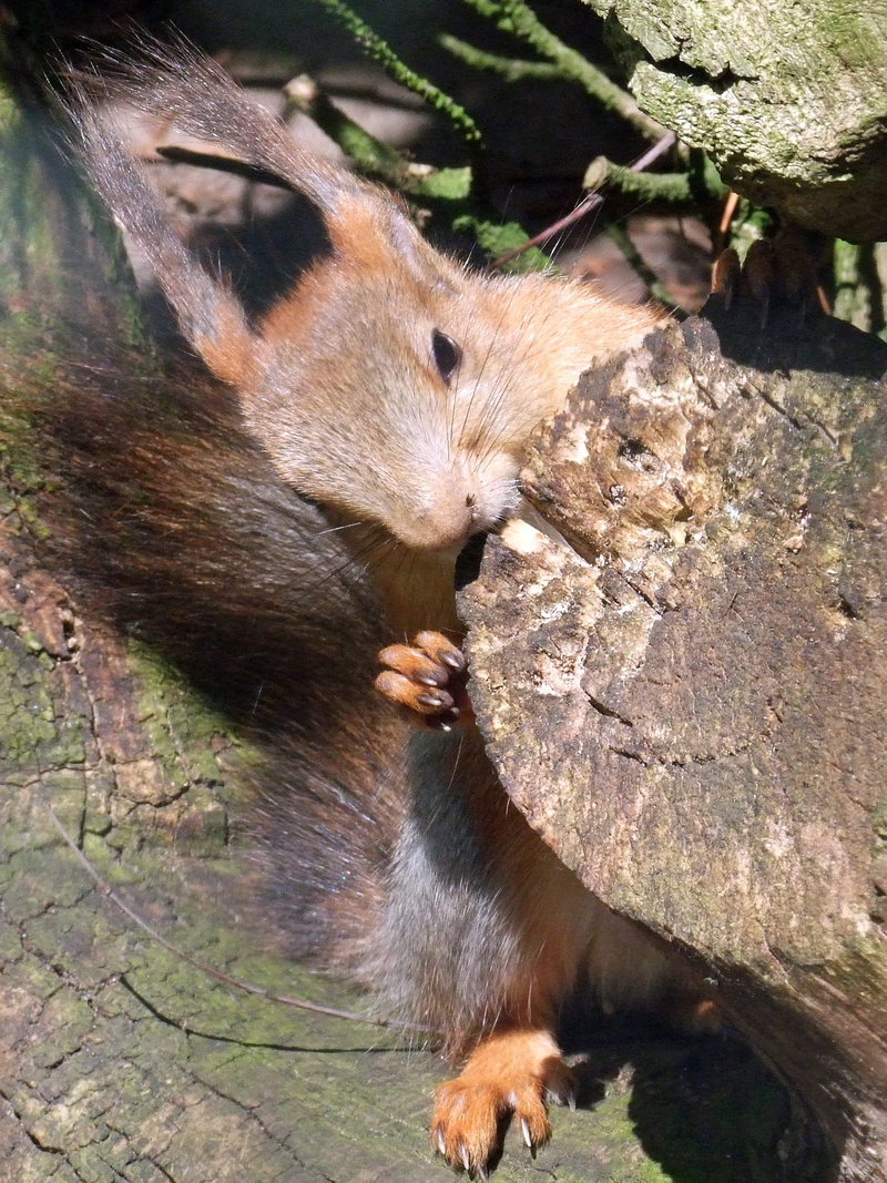 hair, animals in the wild, domestic animals, day, animal, zoology, animal head, sunlight, 2K, fur, outdoors, grey, nager, animal themes, whisker, sciurus