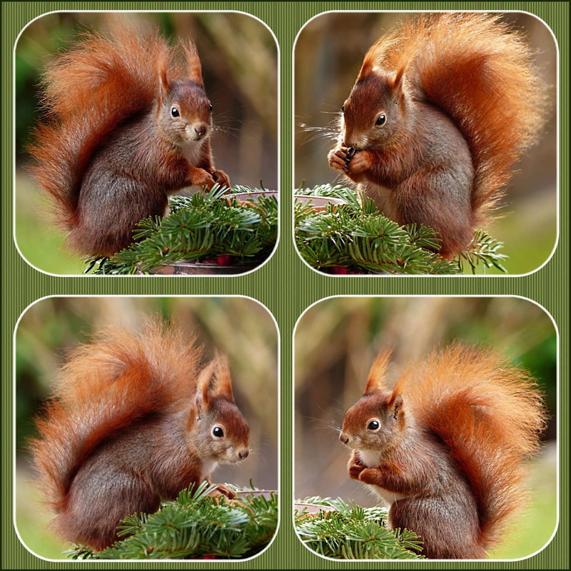 animal wildlife, brown, animal, group of animals, two animals, 1080P, domestic, domestic animals, plant, cute, collage, small, rodent, pets, digital composite
