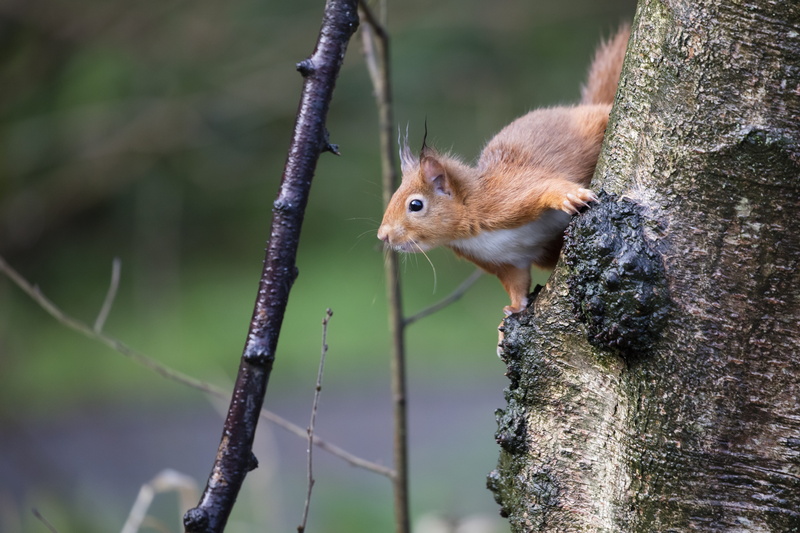 sciurus, vulgaris, scotland, whisker, day, plant, nature, outdoors, close-up, squirrel, animal themes, branch, animal wildlife, cute, forest, focus on foreground
