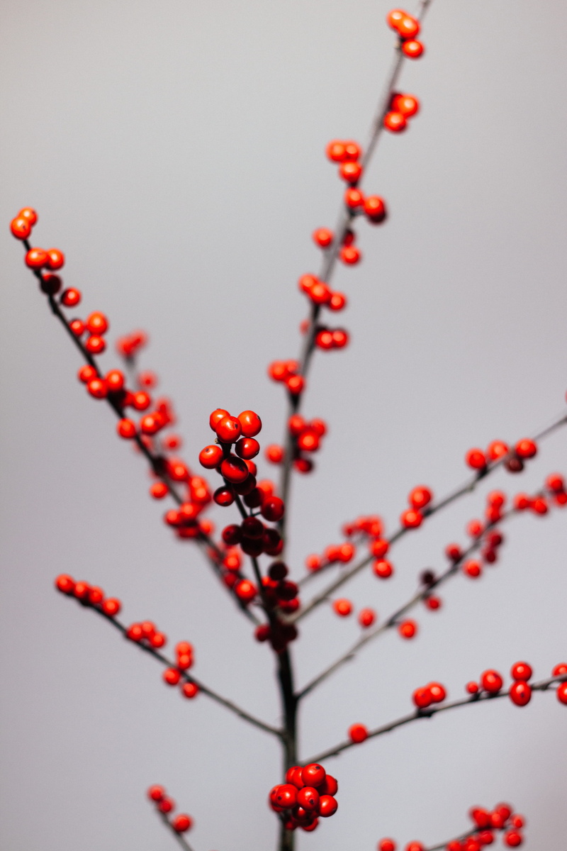 healthy eating, bielefeld, 4K, outdoors, freshness, berry fruit, beauty in nature, low angle view, twig, fruit, rowanberry, nature, no people, red, xmas