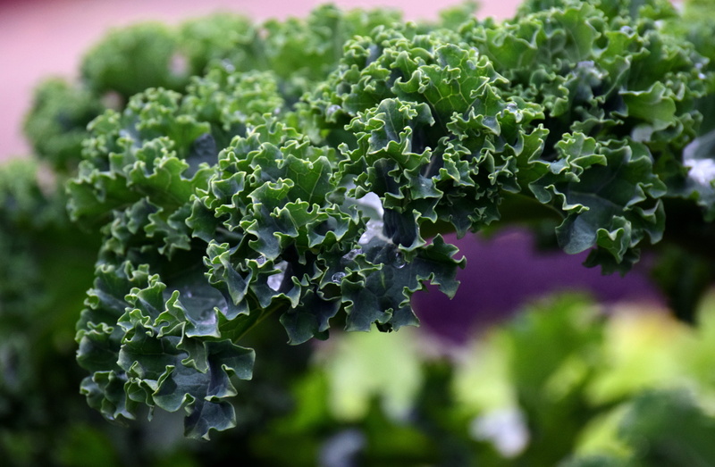 kale, food and drink, cabbage, vegetable plant, purple, growth, healthy, hoarfrost, vegetables, cold, plant part, garden, food, outdoors, krauskohl, substantial