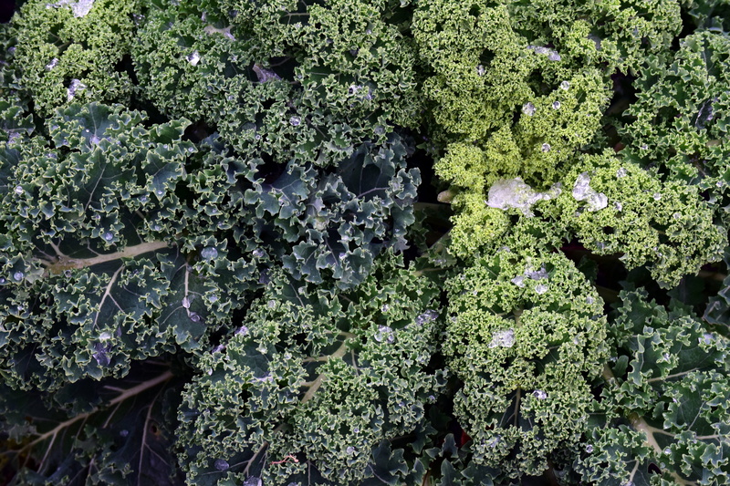 leaf, land, kale, winter, frost, vegetables, winter vegetables, growth, trace elements, delicacies, healthy, full frame, food and drink, kohl, vegetable