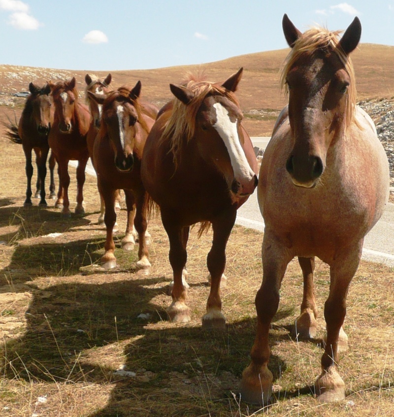 pets, day, daytime, gran sasso, ground, national park, animal, land, appennines, no people, ranch, countryside, six, horse, animal wildlife, vertebrate