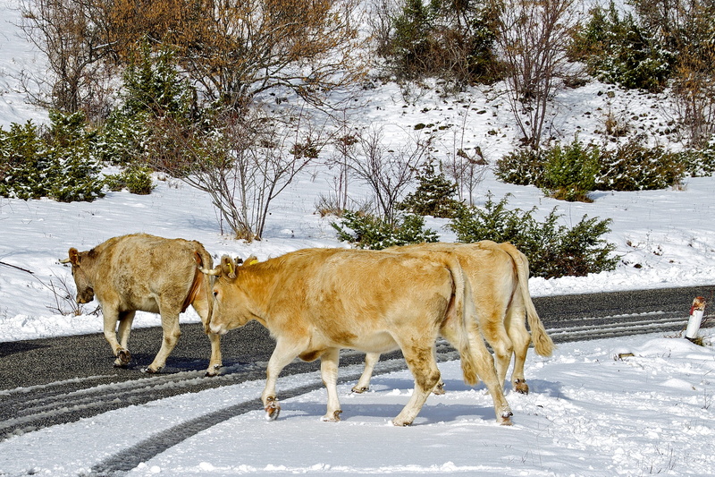 Cows, Campotosto, cold temperature, nature, LAquila, animal wildlife, animals in the wild, agriculture, the apennines, winter landscape, animal themes