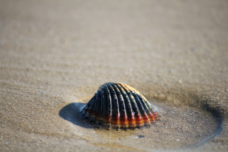 sea, animal wildlife, tranquility, animal themes, orange, adriatic, bivalve, 5K, summer, san salvo, holidays, surface level, animals in the wild, background