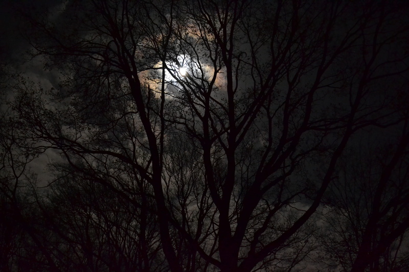 tree canopy, tree, plant, low angle view, night, forest, dusk, tree trunk, nature, scenics - nature, silhouette, venray, nederland, branch, beauty in nature