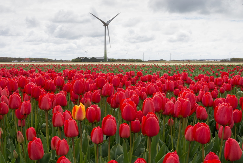 dutch Culture, 5K, red, tulp, bed, red rose, springtime, flower, nature, agriculture, field, tulips, netherlands, tulip, bij, bulb, noord-holland, photo