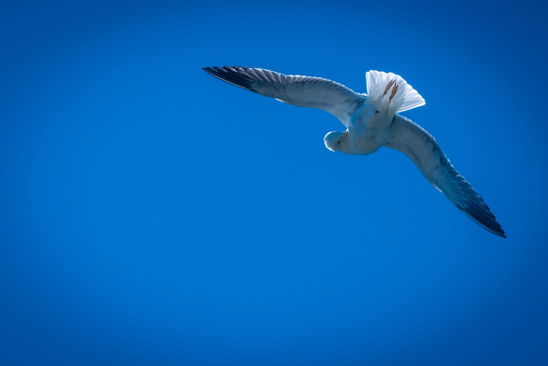amsterdam, one animal, outdoors, spread wings, animals in the wild, animal wildlife, 1080P, vertebrate, blue, seagull, motion, underwater, clear sky, water