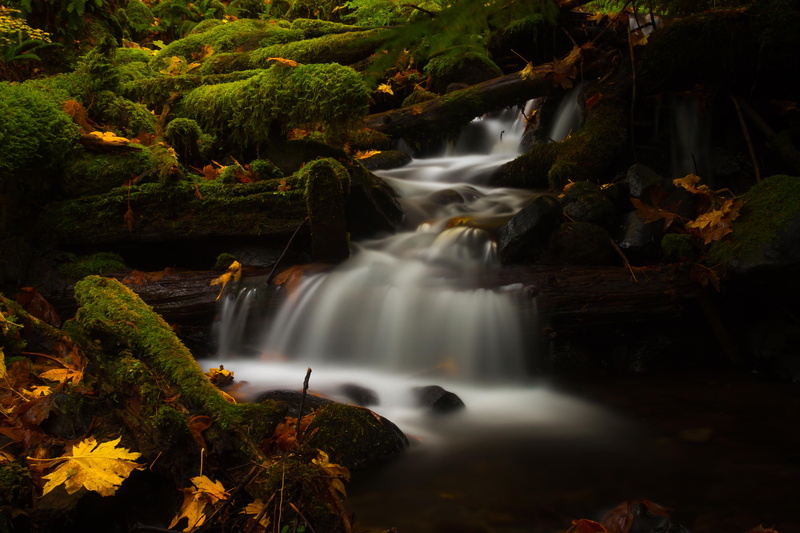 leaf, green Color, photo, Dry Creek, tree, freshness, nature, stream, 5K, forest, time lapse, dry, river, falling, neutral density filter, circular polarizer