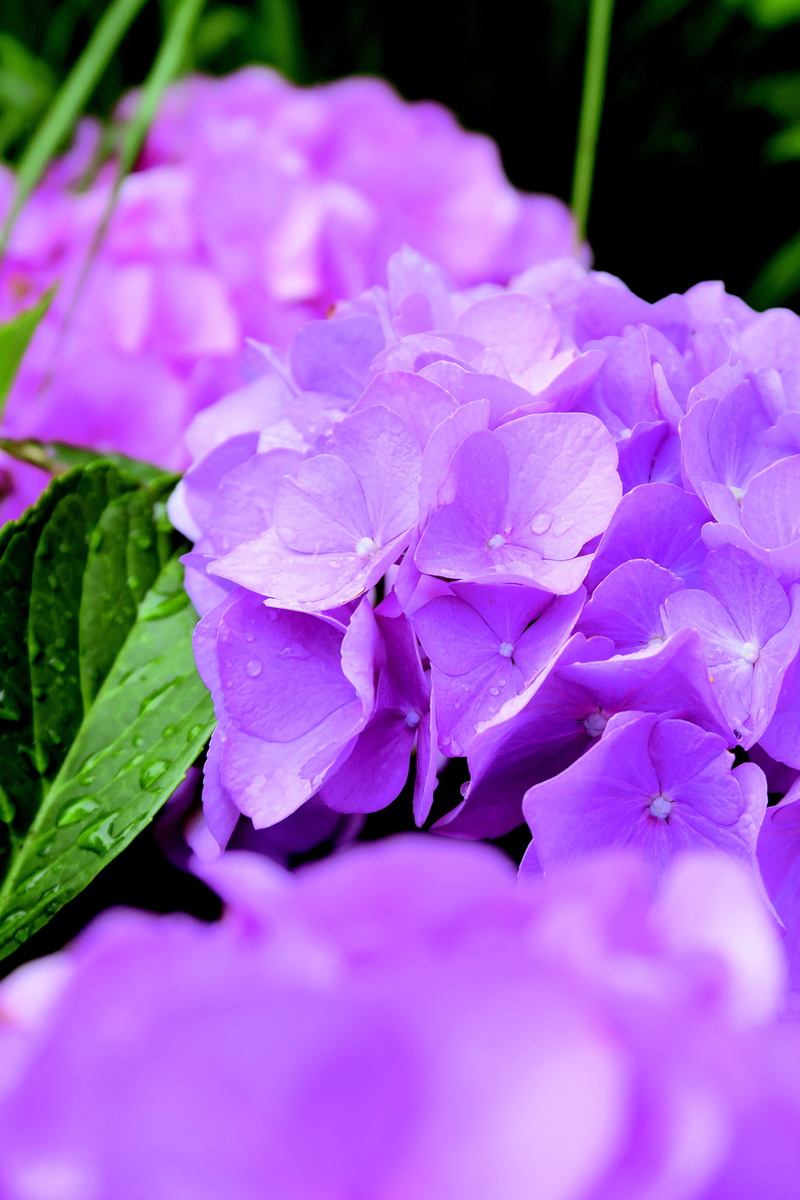 day, leaf, flower, flower head, springtime, pink color, flowering plant, nature, outdoors, lente, pollen, plant, tuin, growth, summer, purple, zomer, garden