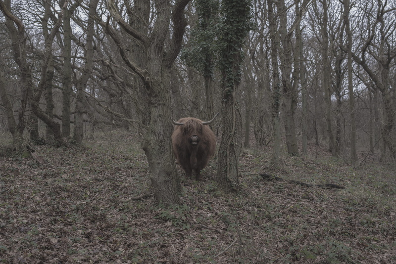 no people, standing, one animal, animal wildlife, bergen aan zee, domestic animals, day, landscape, horns, land, tree, netherlands, domestic, plant, nature