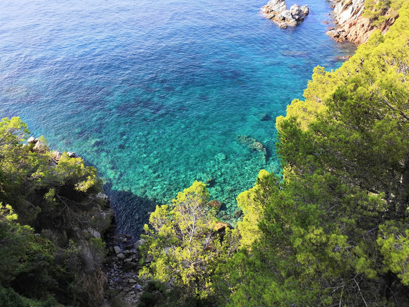 day, idyllic, blue, scenics - nature, 4K, tree, tranquil scene, outdoors, water, tranquility, rock, growth, high angle view, costa brava, beach, nature