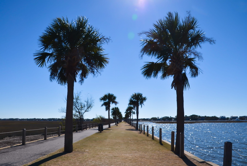 scenics - nature, no people, tranquility, the way forward, direction, palm trees, clear sky, treelined, pitt street bridge, diminishing perspective, sky