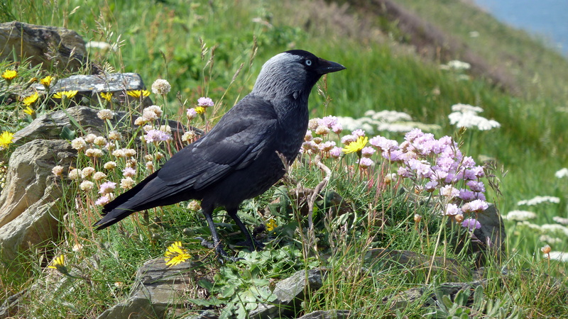 Tintagel, animal, near, outdoors, black Crow, South West, crow, 4K, nature, Coastal Path, bird, flowers, coastal  path, black, cornwall, wildlife
