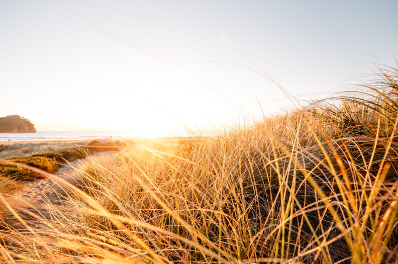 path, beauty in nature, timothy grass, sky, grass, sea, beach, scenics - nature, sand, nature, beside, photography, water, bright, tranquility, summer