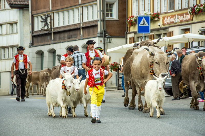 goats, vertebrate, real people, désalpe, animal, farmers, switzerland, crowd, pets, building exterior, nature, alpine, canton of appenzell, group of animals