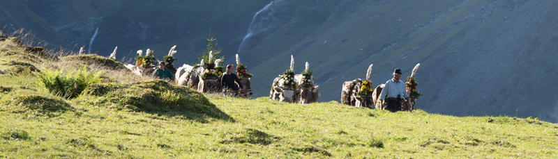 5K, canton of glarus, alpine, adult, glarus, livestock, real people, cows, land, group of people, leisure activity, autumn, switzerland, large group of people