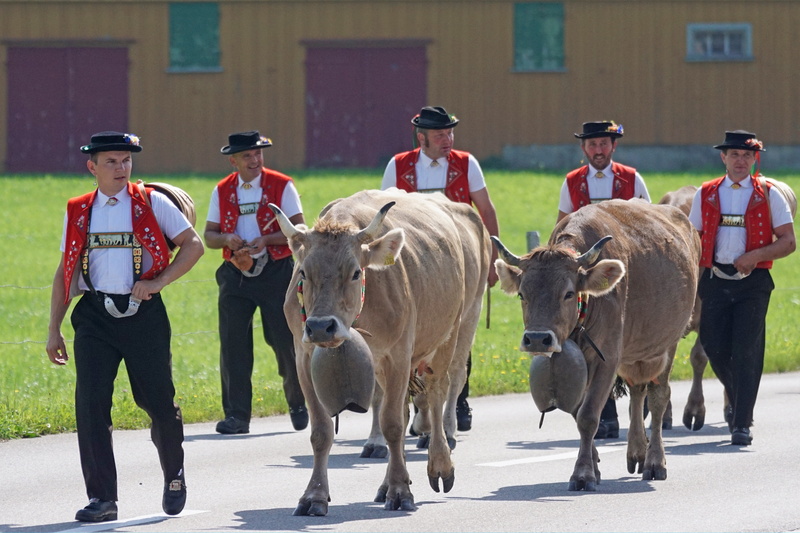 nature, mammal, men, switzerland, domestic, outdoors, domestic animals, Alp, désalpe, group of people, appenzell, clamps cows, uniform, cow, people, 5K