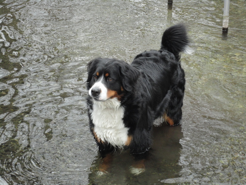 canine, dog, female, thirst, waterfront, day, black color, bad, domestic, purebred Dog, one animal, outdoors, bernese Mountain Dog, no people, pond, mammal