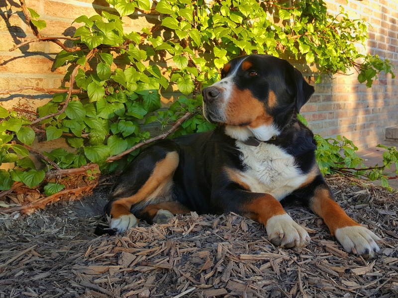 vertebrate, bernese mountain dog, animal themes, domestic animals, wall, leaves, sitting, mammal, wood chips, plant, looking away, relaxed, is, male, 4K