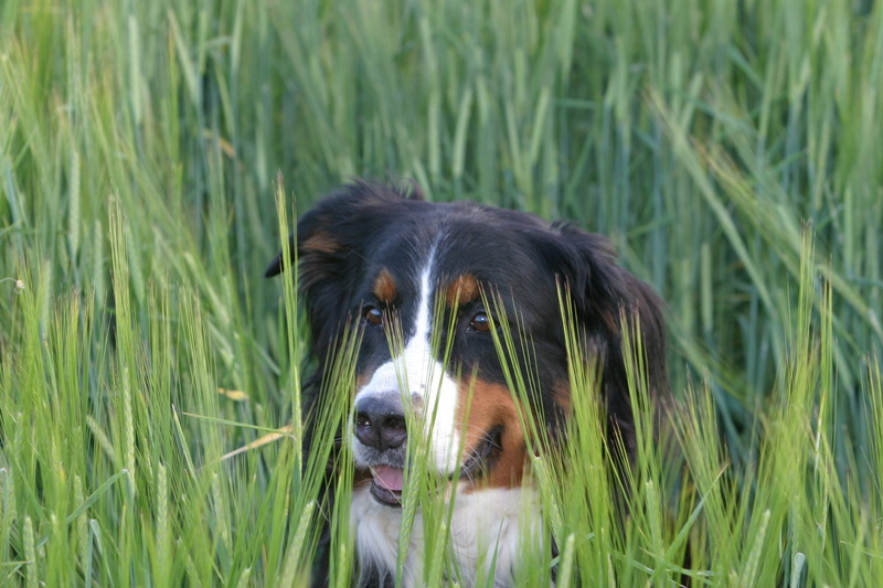 land, mammal, outdoors, animal themes, animal body part, animal head, vertebrate, grass, nature, berner sennen dog, no people, dog, animal, pets, one animal