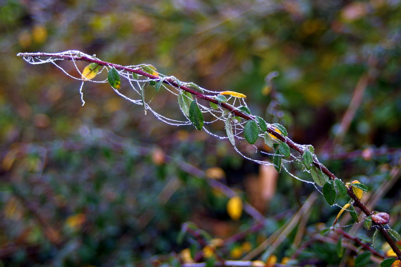 plant, ice, hard rime, no people, water, nature, beauty in nature, day, green color, twig, plant part, close-up, wet, freshness, outdoors, permafrost, growth