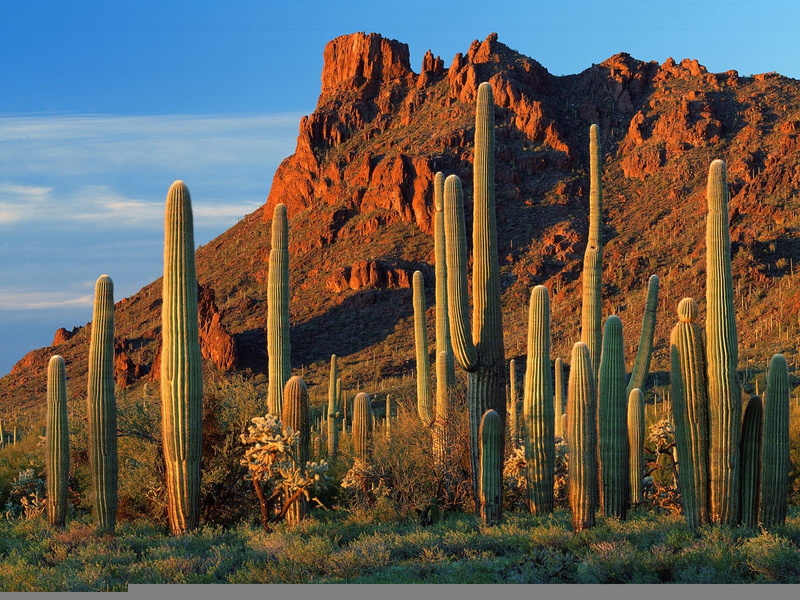 Canyon Alamo, 720P, Cacti, AZ