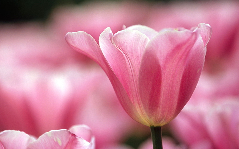 transparence, france, park, flower, paris, vincennes, 1080P