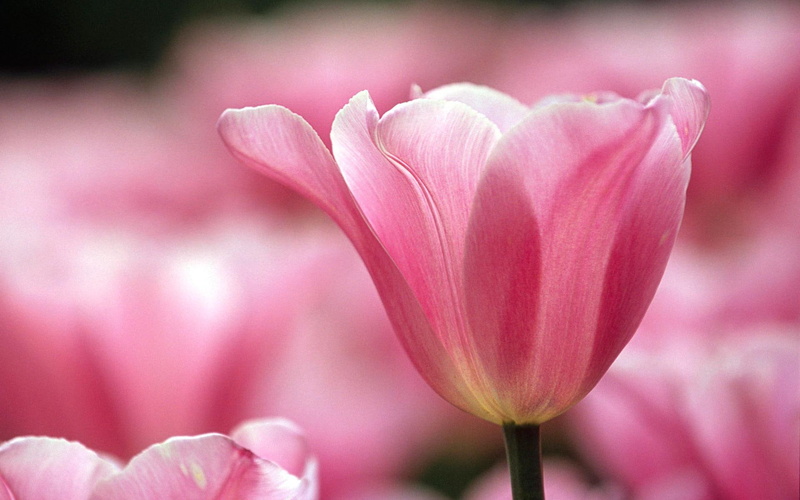 paris, flower, transparence, flowers, vincennes, france, 1080P, park