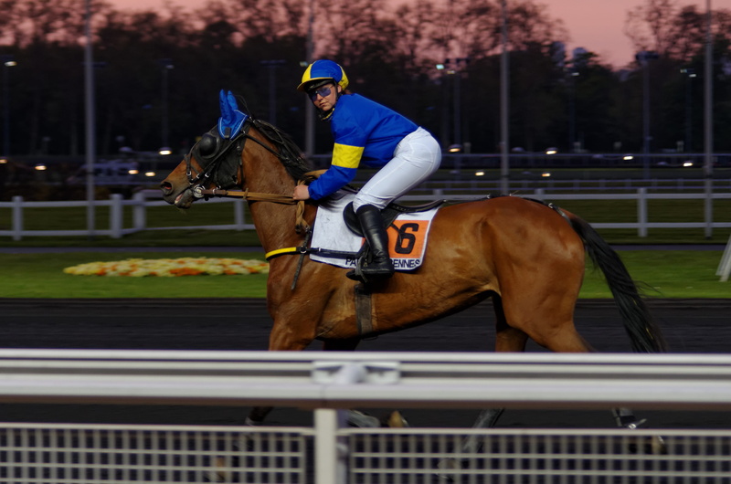 sport, livestock, activity, one animal, horseback riding, one person, jockey, 4K, helmet, race, vertebrate, trot, animal wildlife, domestic animals, mammal