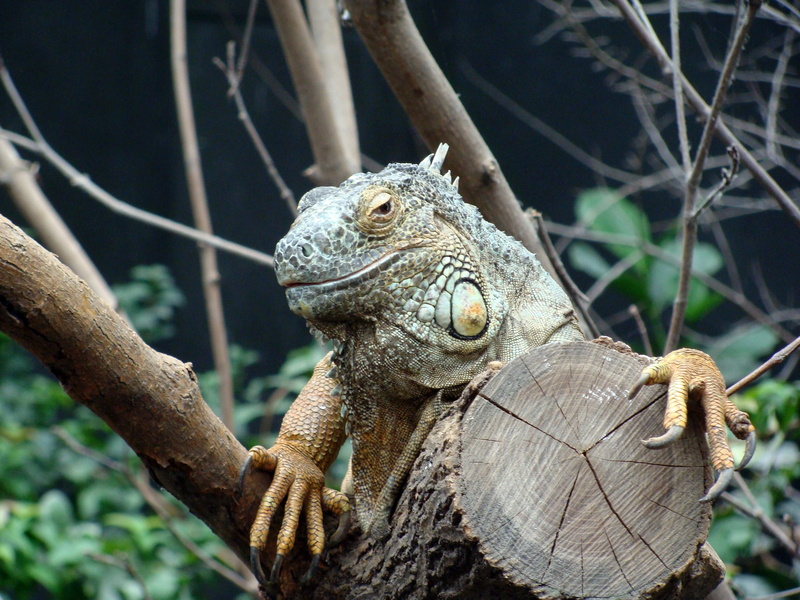 one animal, vertebrate, reptile, Close Up, animals in the wild, outdoors, france, animal head, plant, Head, vincennes, lizard, branch, Zoo, no people, animal wildlife