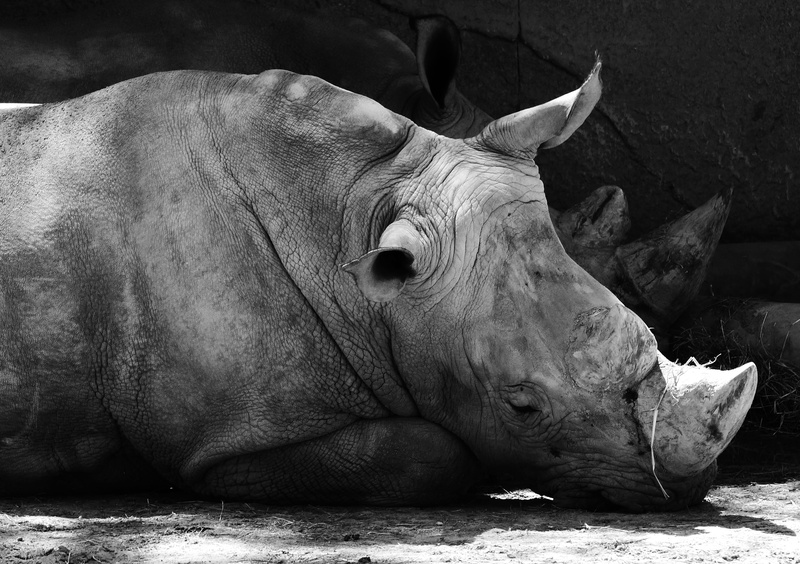 no people, animal body part, pets, nap, sunlight, field, hot, france, close-up, animal themes, paris, animal wildlife, day, vertebrate, outdoors, nature