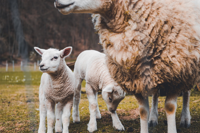 animal, young animal, domestic animals, mammal, two, lamb, three animals, 5K, animal themes, focus on foreground, livestock, day, domestic, land, schafe