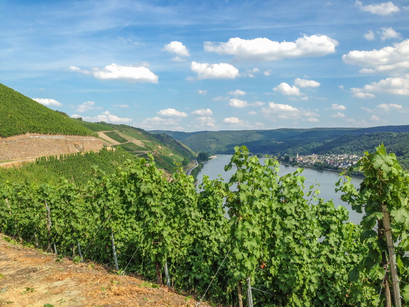 2K, green Color, no people, summer, view, scenics - nature, vines, rhine, environment, europe, beauty in nature, nature, winegrowing, germany, outdoors