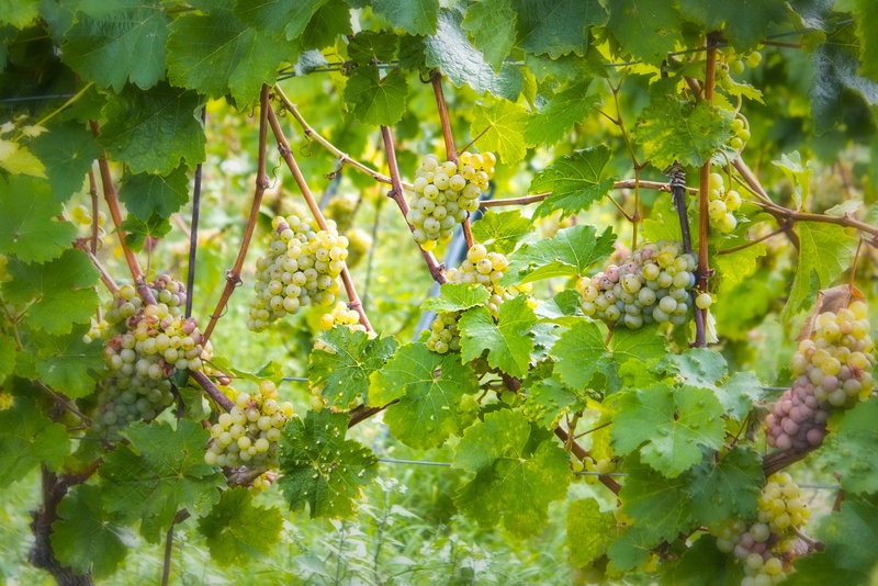 sachsen, wellbeing, green, food and drink, fruit, hanging, wine, grapevine, landscape, st goar, white wine, germany, outdoors, vineyards, green grapes