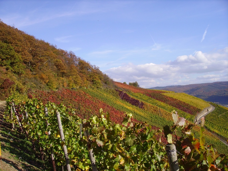 green color, summer, day, mountain, scenics - nature, tranquil scene, winemaking, rural Scene, vines, europe, middle rhine, environment, no people, hill