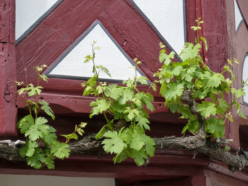winegrowing, roof, truss, ivy, wood, building, vine, nature, plant part, plant, outdoors, window, grapevine, wine, wood - material, growth, bacharach, building exterior