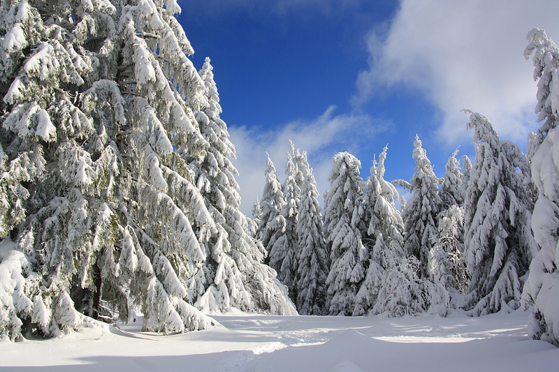 non-urban scene, white, fir tree, pine woodland, pine tree, blue, sunshine, no people, pine, outdoors, sky, hunsrück, cloud - sky, powder snow, nature