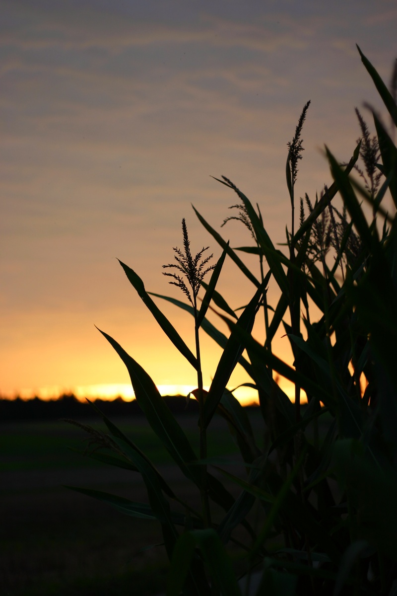 scenics - nature, grass, sun, sky, landscape, skies, tranquility, sunrise, 2K, romantic sky, blade of grass, no people, selective focus, field, sunset