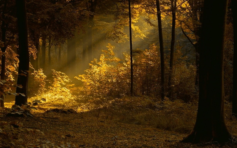 sunlight, streaming, beauty in nature, tranquility, trunk, woodland, fall, mist, landscape, nature, 480P, change, forest, day, scenics - nature, trees