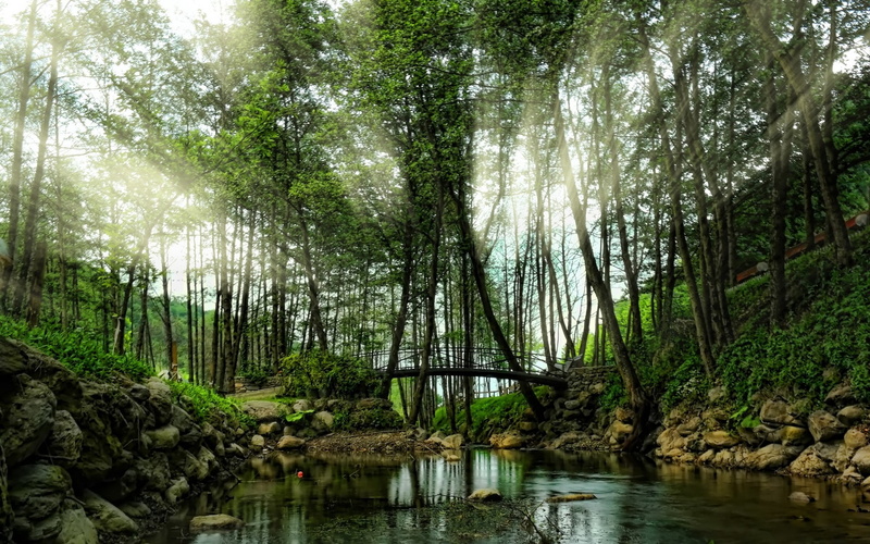 no people, water, rainforest, outdoors, forest, trees, growth, shrubs, landscape, spring, green color, waterfront, park, bridge, leafed, tranquility, day