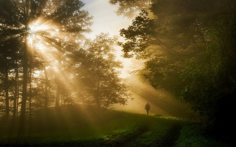 non-urban scene, tranquil scene, sunbeam, growth, streaming, no people, lens flare, sky, landscape, 1080P, outdoors, morning, land, forest, sun rays, idyllic