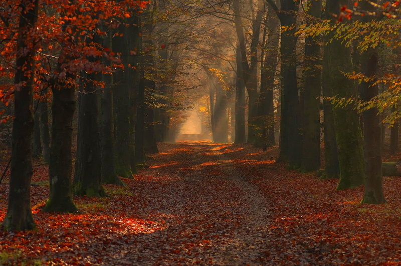tree, trunk, sun rays, change, trees, growth, photography, idyllic, no people, 720P, land, plant, leaf, red, morning, sunlight, woodland, landscape, autumn