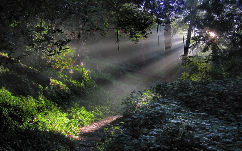 green, sunlight, 480P, landscape, trees, mist, morning, sun rays, path, nature, shrubs, forest