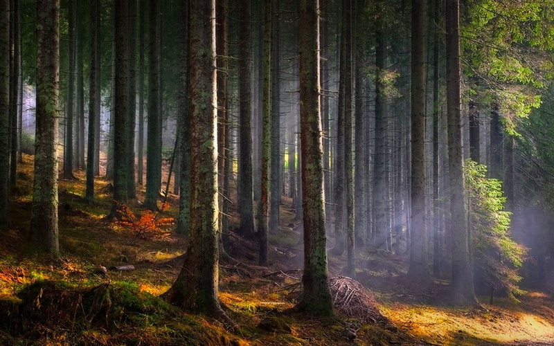 growth, scenics - nature, pine tree, forest, sunlight, woodland, tranquil scene, 480P, sun rays, morning, beauty in nature, no people, land, landscape