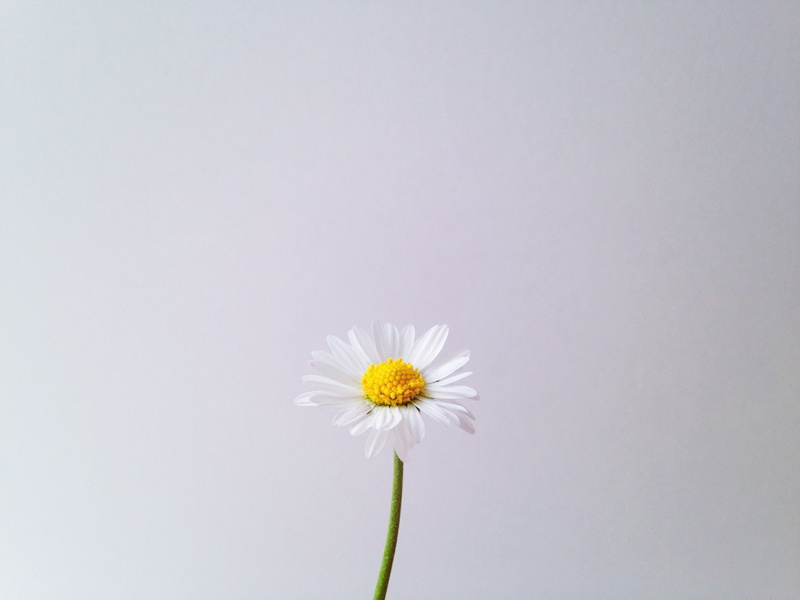 petal, floral, white color, minimal, westerbork, beauty in nature, minimalistic, purity, vulnerability, botanical, 2K, no people, white, netherlands, copy space