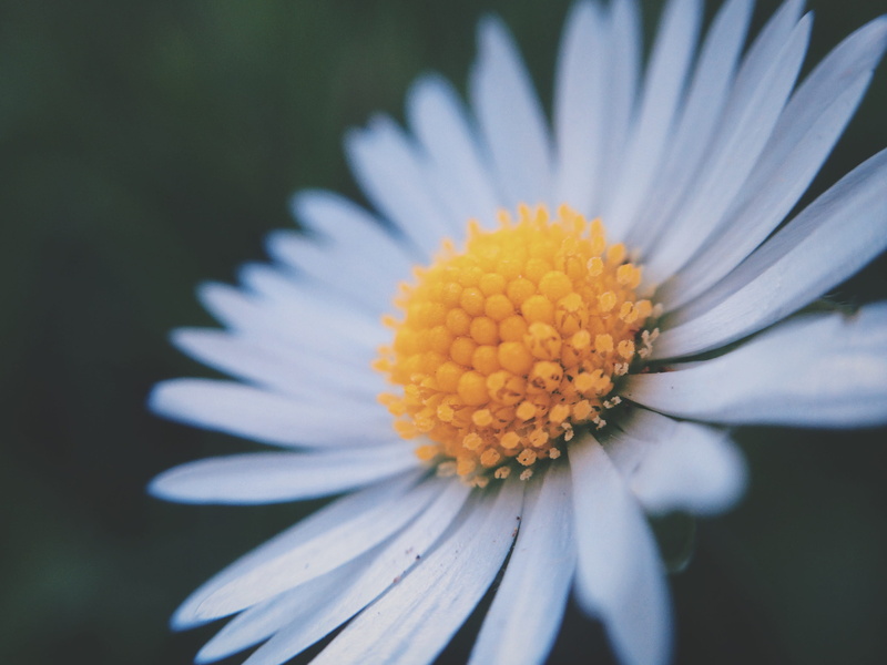white, plant, focus on foreground, vulnerability, light, nature, westerbork, pollen, close-up, minimal, selective focus, flower, inflorescence, softones