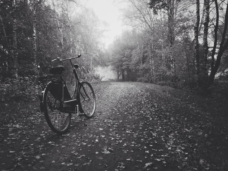 leaves, street, bnw, bike, no people, travel, day, white, outdoors, tones, forest, road, black, nature, mist, westerbork, black and white, direction, tree