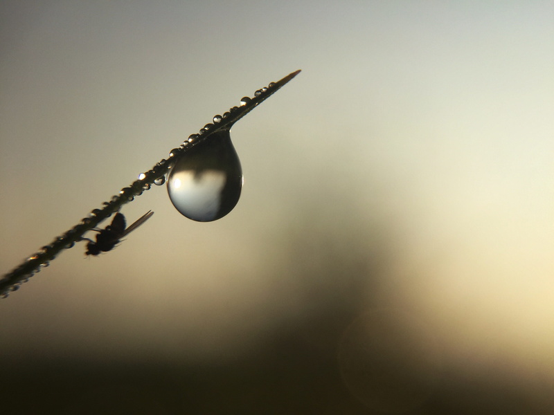 sunset, iphone, lighting equipment, sky, silhouette, morning, rural, sunrise, netherlands, sun, westerbork, macro, nature, sunshine, grass, olloclip, outdoors