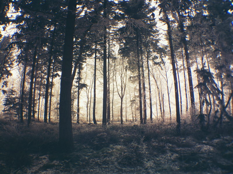 christmas, woodland, westerbork, plant, netherlands, olloclip, trees, non-urban scene, light, tranquil scene, wood, sunset, scenics - nature, 2K, landscape